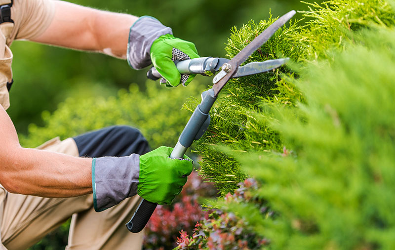 Gartenpflege bei der Hauswartung: Hecke wird mit einer Heckenschere geschnitten
